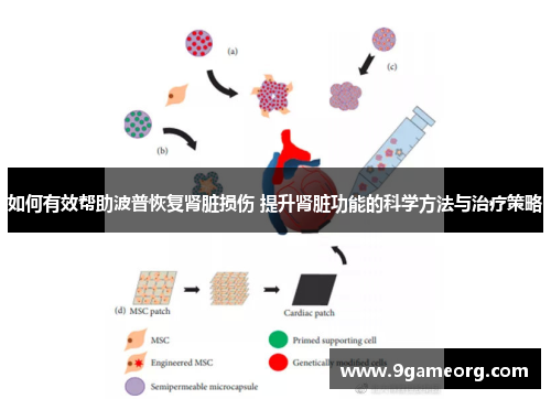 如何有效帮助波普恢复肾脏损伤 提升肾脏功能的科学方法与治疗策略 如何有效帮助波普恢复肾脏损伤 提升肾脏功能的科学方法与治疗策略